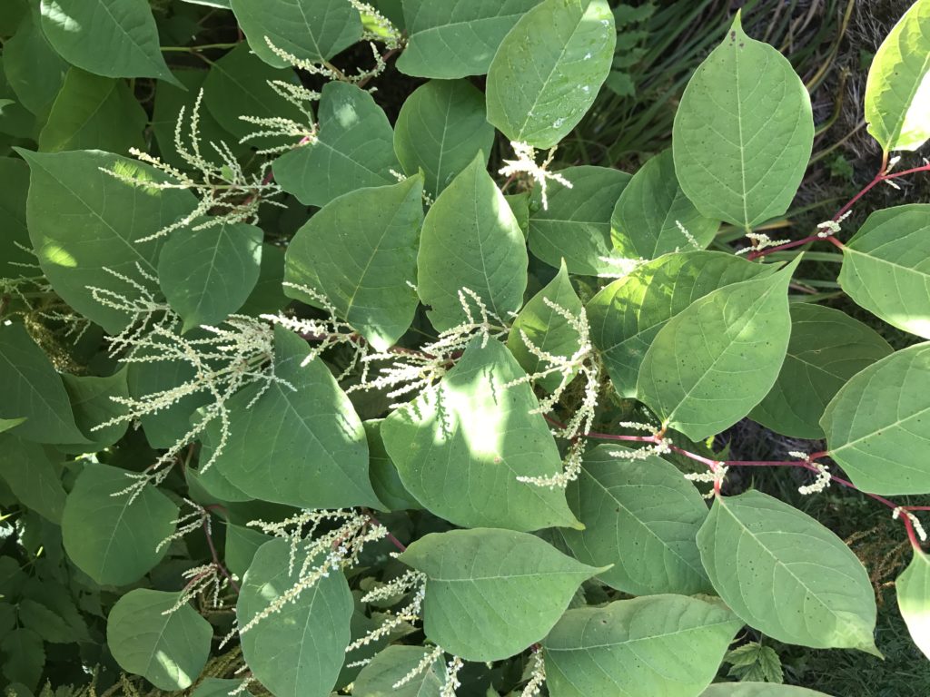 Flowering Japanese Knotweed